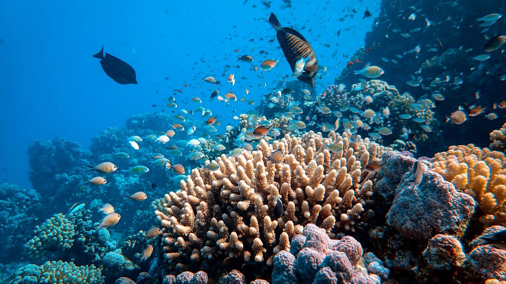 coral reef beaches