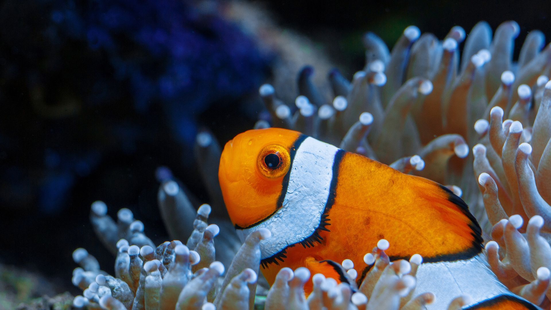 coral reef beaches