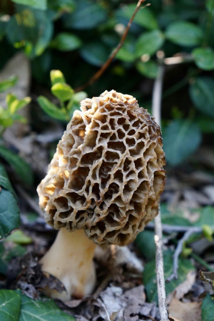 7 Most Expensive Mushrooms In The World