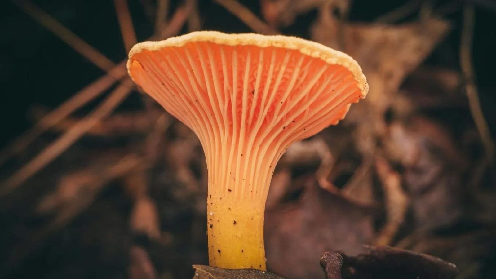 7 Most Expensive Mushrooms In The World