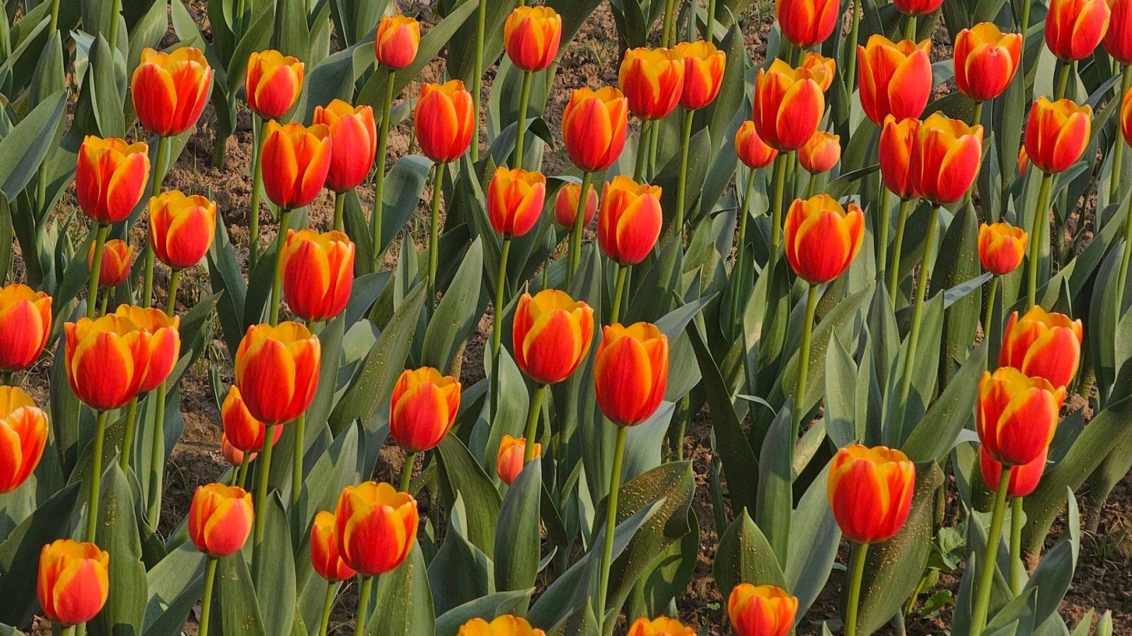 Tulip Festival In Delhi Dates, Venue, Timings And More