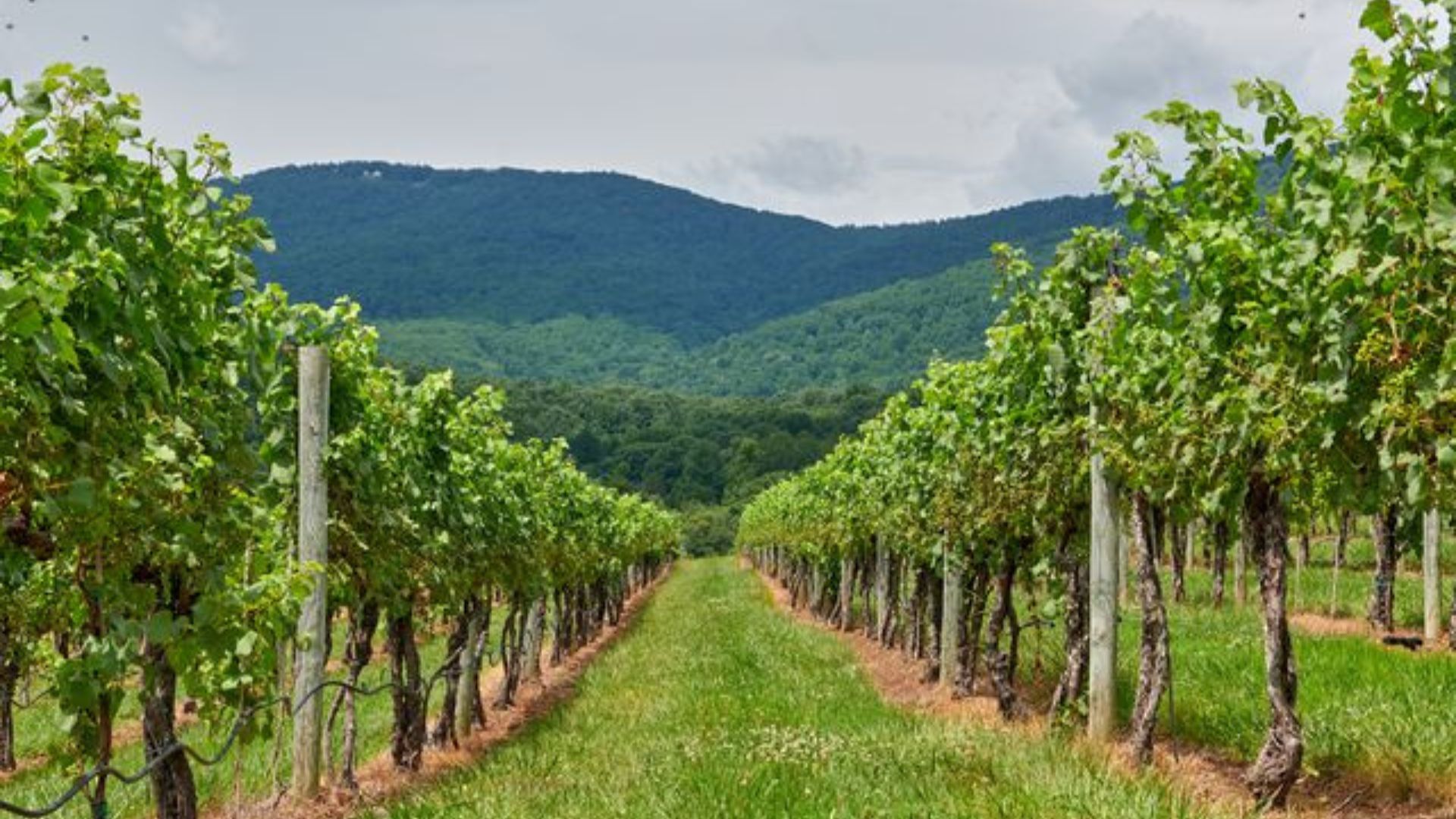 Monticello wine Trail 