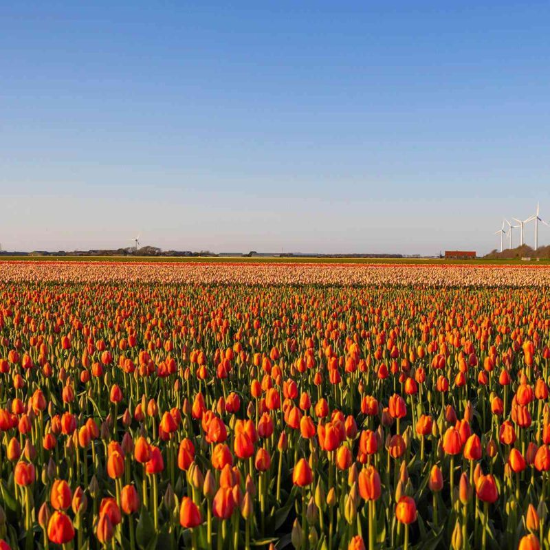 You Can Take A Train Through Holland's Iconic Tulip Fields Just For INR 663 — Here's How
