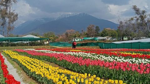 Palampur's Tulip Garden Awaits: Visit The Floral Haven While in Bloom!