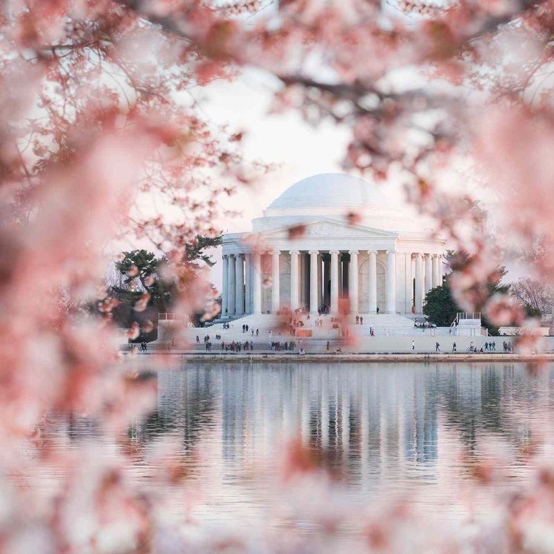This Is When Washington DC Cherry Blossoms Will Peak In 2024