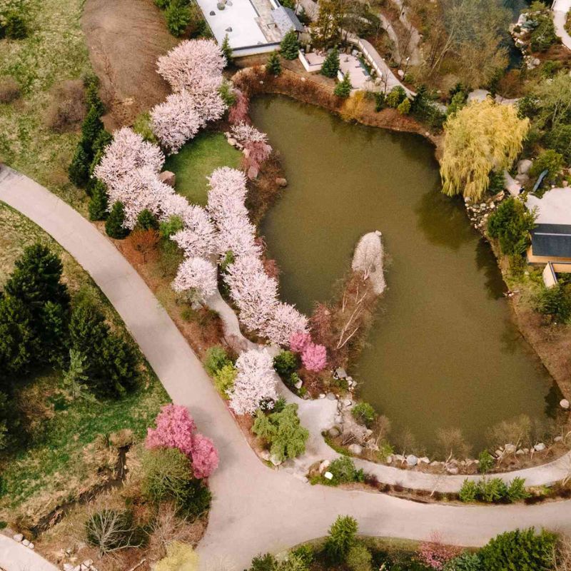 This 8-Acre Japanese Botanical Garden In The US Has One Of The Best Cherry Blossom Displays