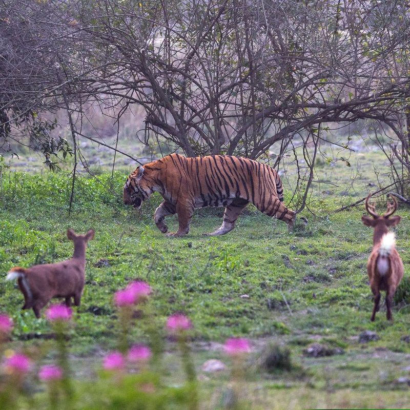 PM To Make History With Overnight Stay At Assam's Kaziranga National Park