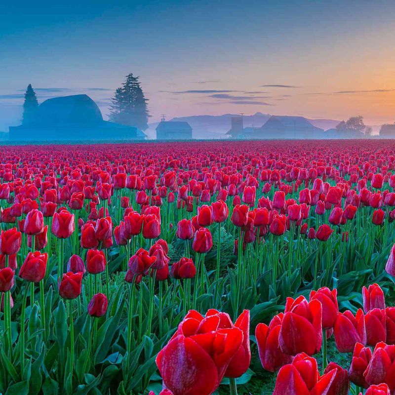 This Is The Largest Tulip Festival In The US — With Tens Of Millions Of Blooms