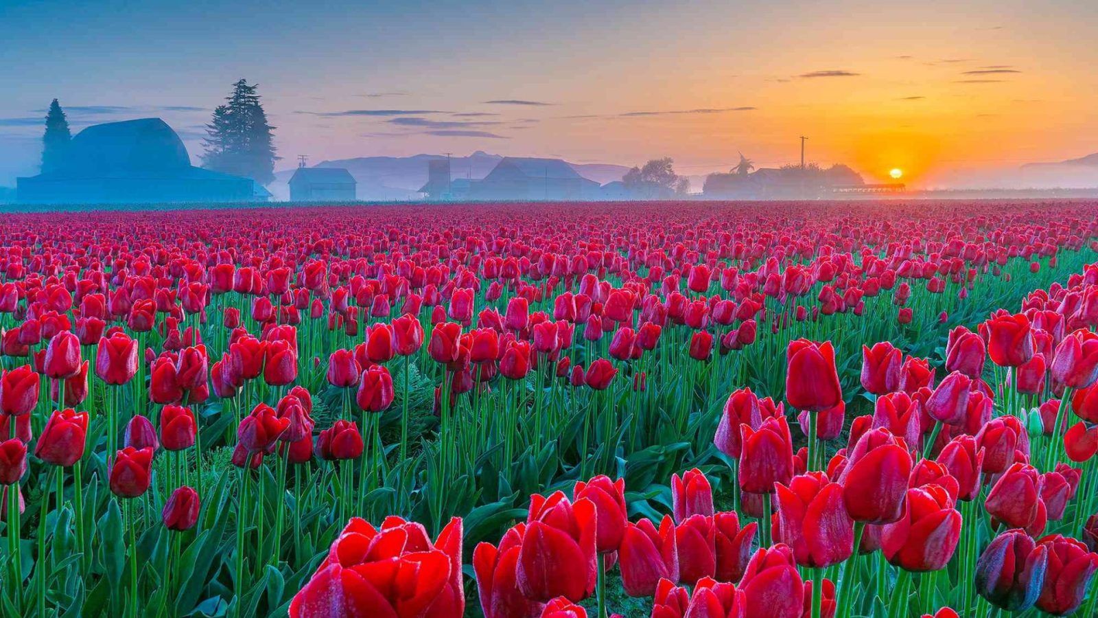 Skagit Valley Hosts The Largest Tulip Festival In The US