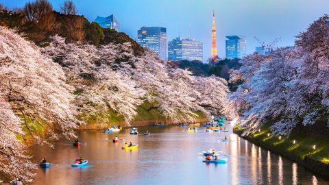 It’s Sakura Season! Here Are 5 Tips To Avoiding Tourist Gridlock In Japan