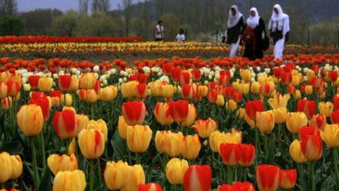 Srinagar's Indira Gandhi Memorial Tulip Garden Opens On March 23