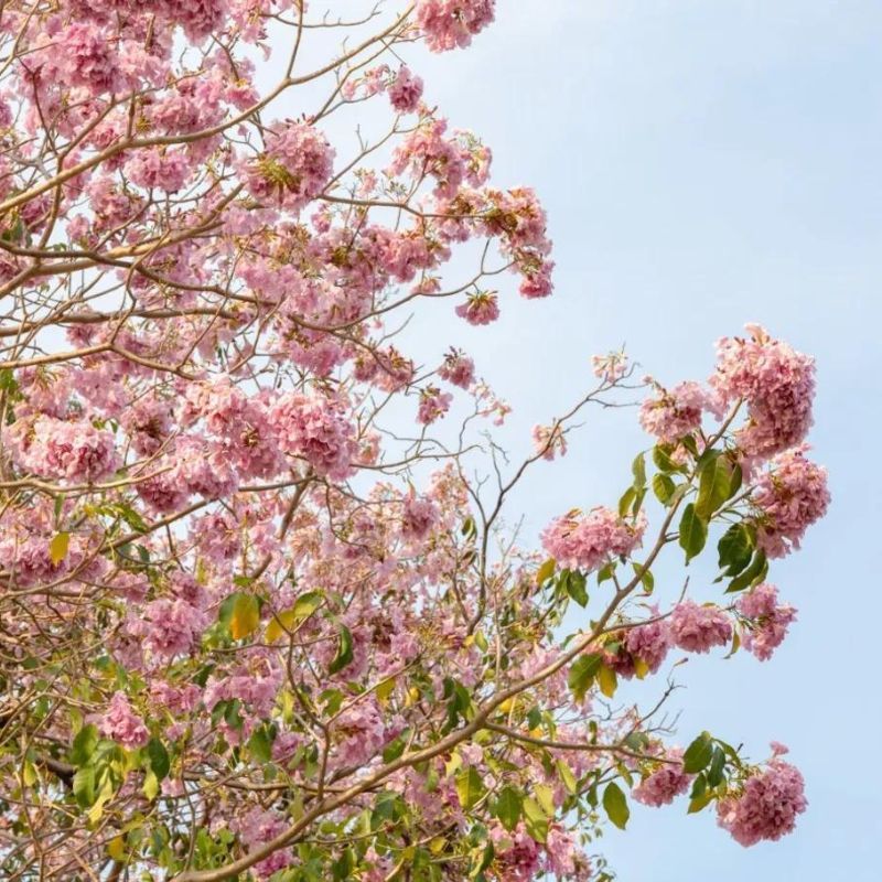 Trumpet Trees In Singapore: Where To View The Country’s ‘Sakura’ Season