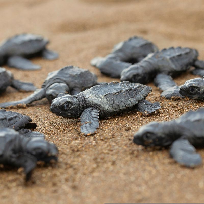 Over 10,000 Olive Ridley Turtles Released Into The Sea Along Chennai Coast