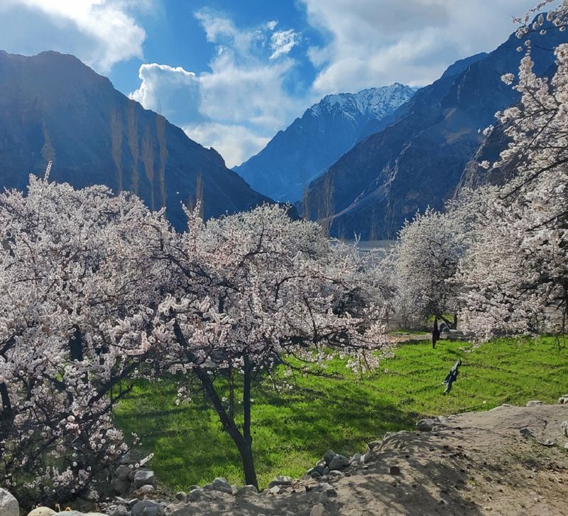 Ladakh To Tourists To Its Apricot Blossom Festival