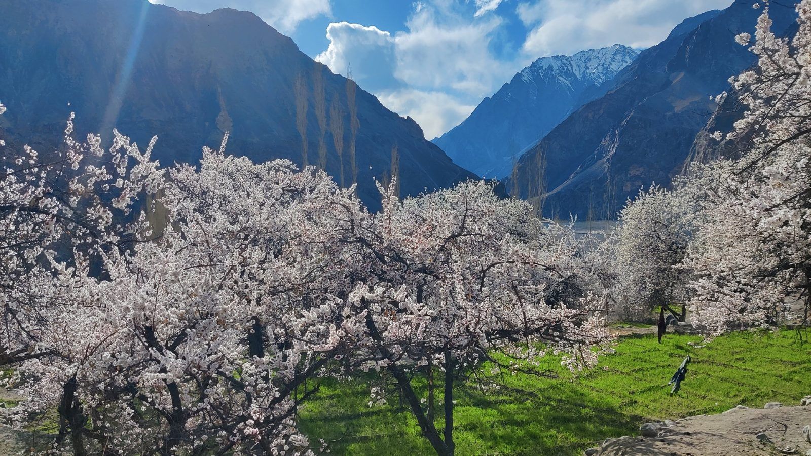 Apricot Blossom Festival Ladakh: Mark The Spots And Save The Dates