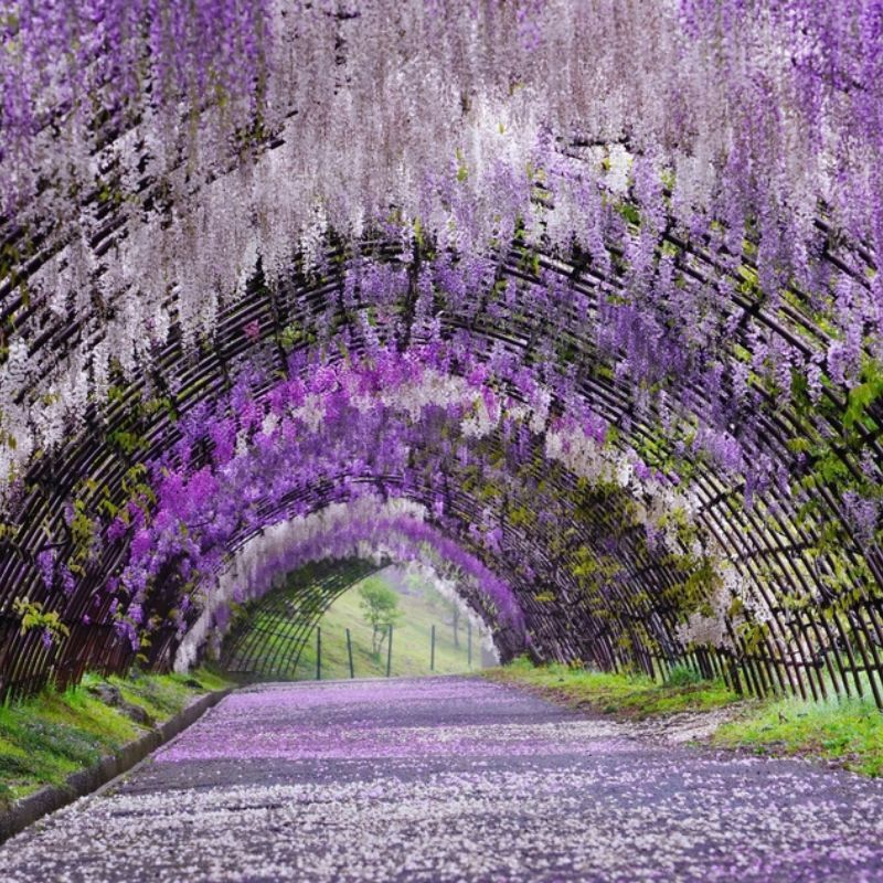 Celebrate Spring With Great Wisteria Festival 2024 At Japan's Ashikaga Flower Park
