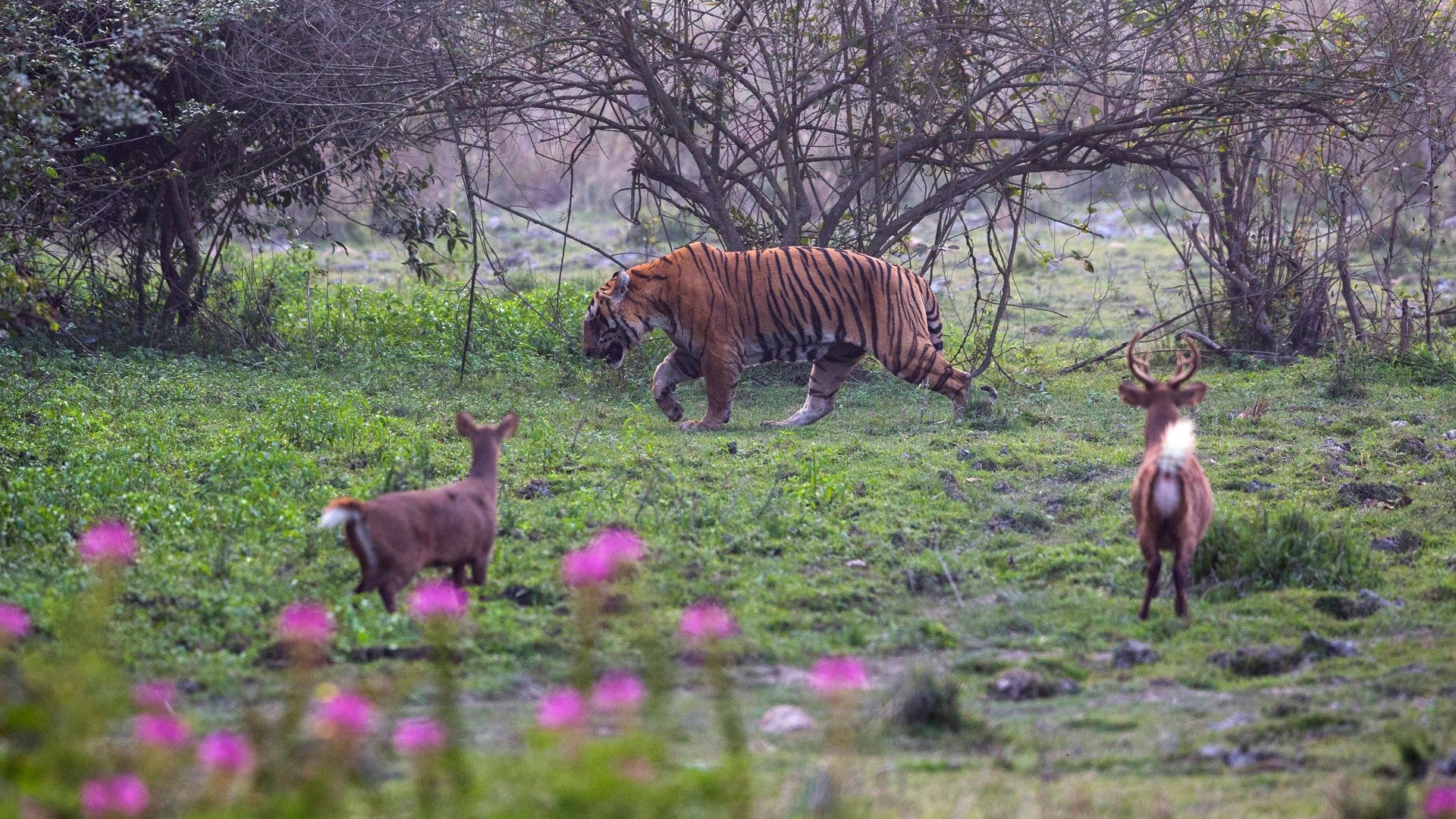 Best Time To Visit Kaziranga National Park Assam: Wildlife Tour ...