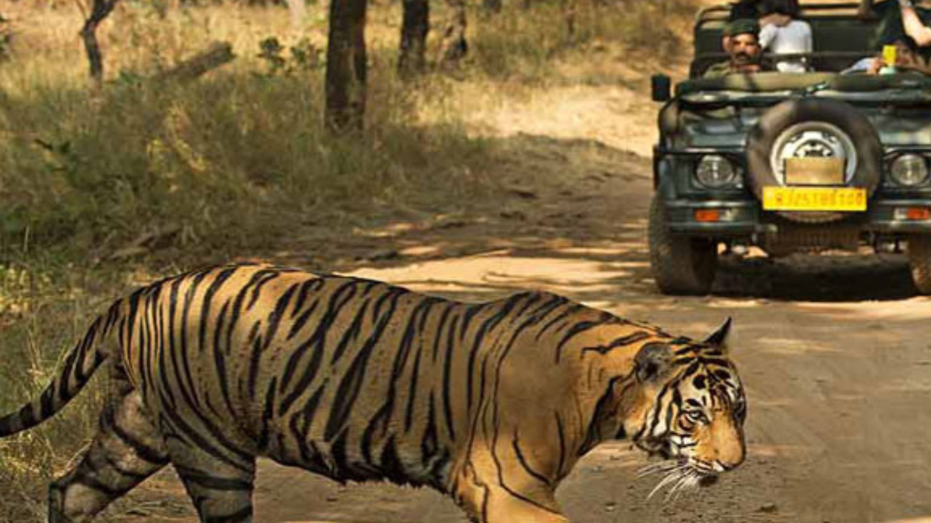 Beautiful Monsoon Safari Destinations In India - Monsoon Adventure 2024