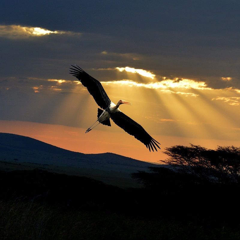 Weekend Getaway In Haryana: All About Bhindawas Bird Sanctuary Near Jhajjar