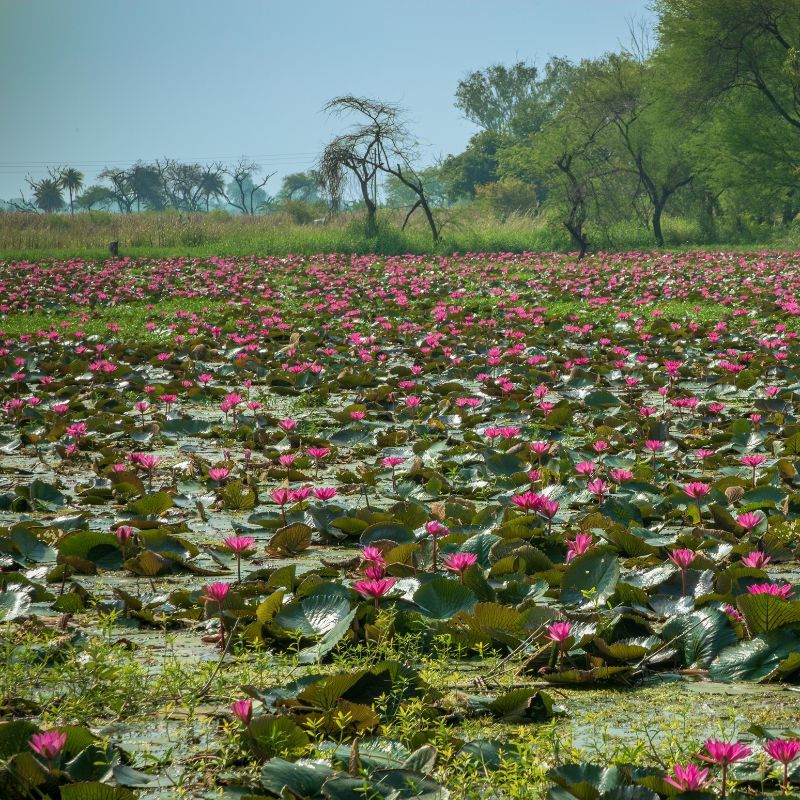 Get Mesmerised By These Beautiful Tourist Places In Madhya Pradesh