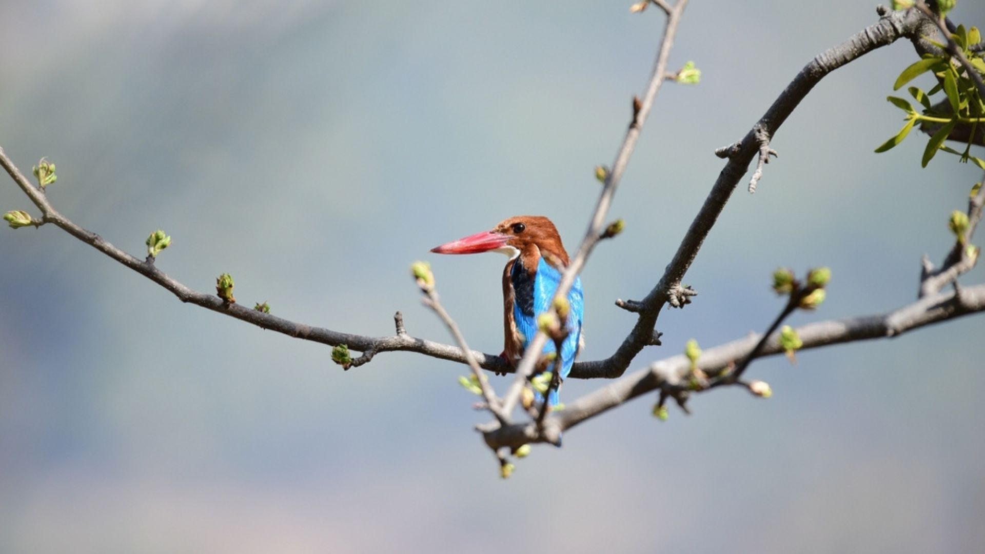 Places To Visit In Solan: Nature, Culture, Adventure In Himachal Pradesh