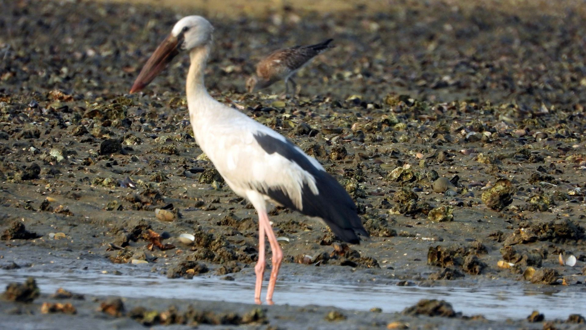 Open-billed storks