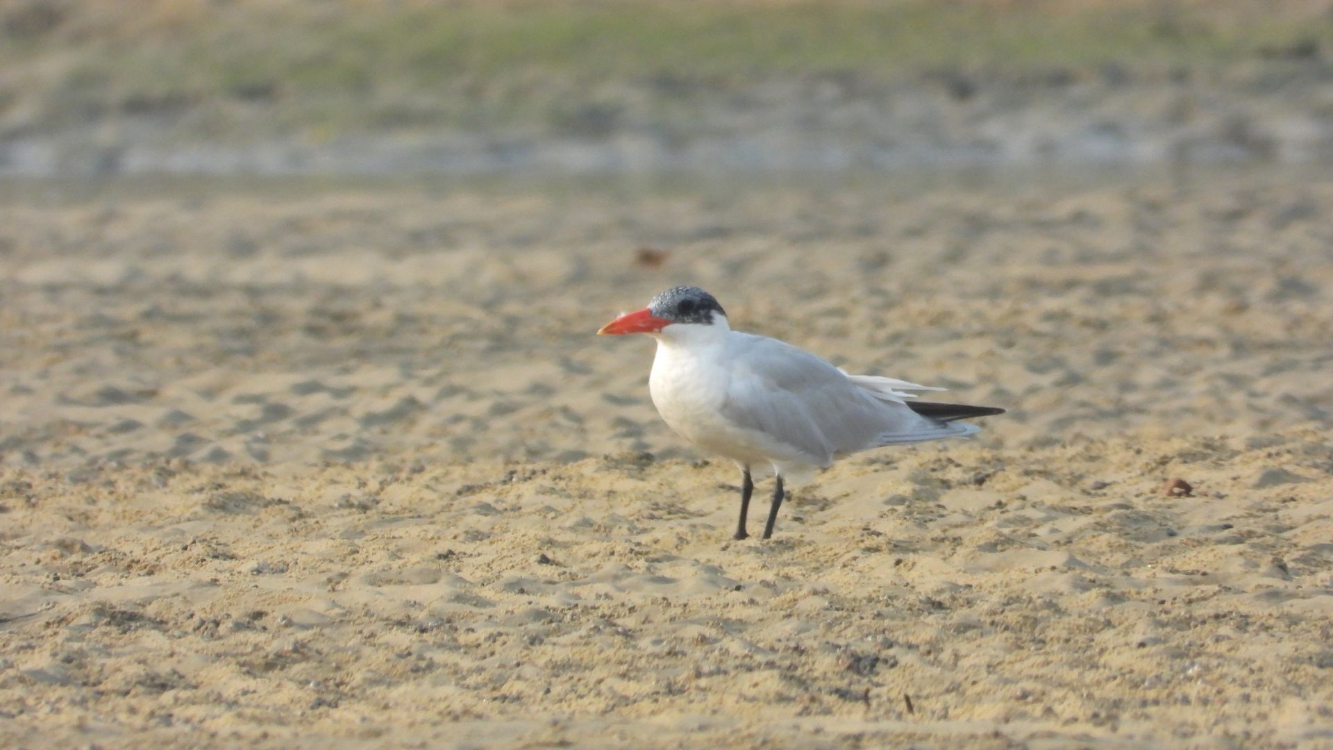 Caspian Terns