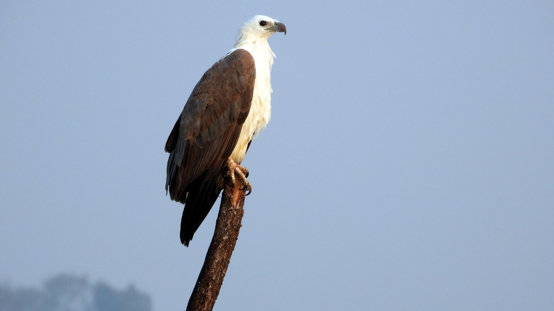 White-bellied Gull