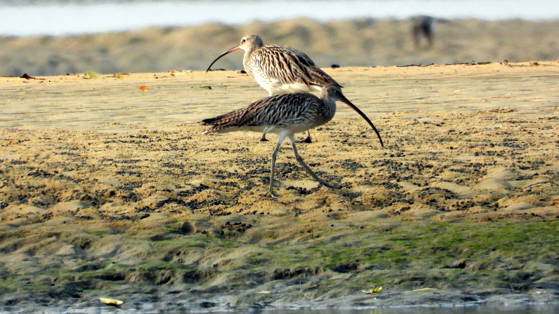 Curlew near Panchagangavali river