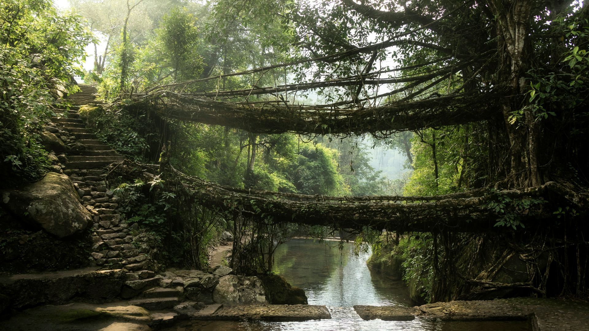 Bouble decker root bridge 