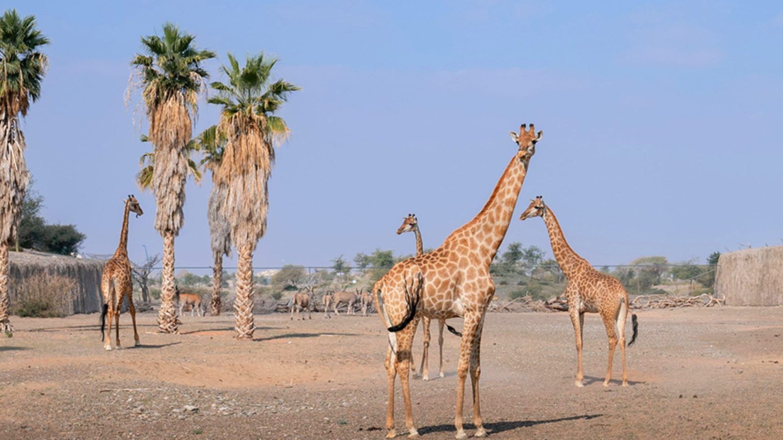 Wildlife