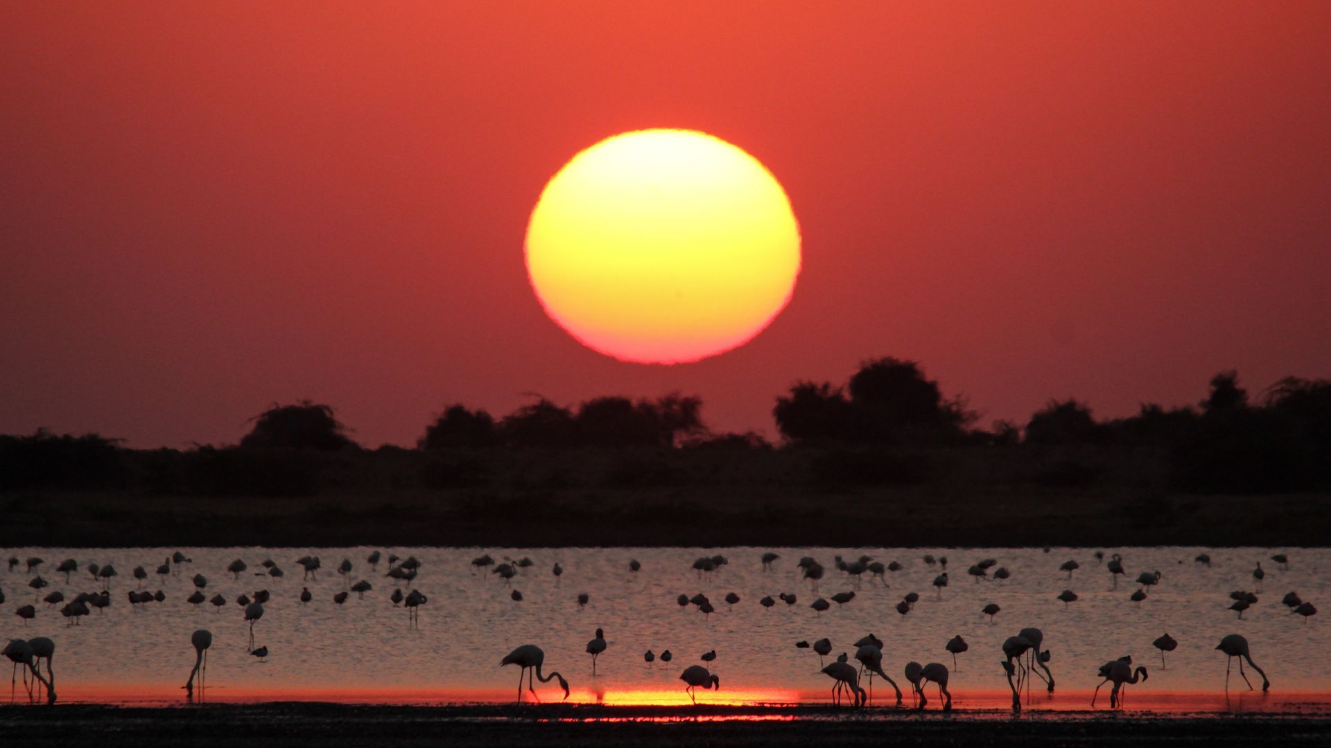 Rann Of Kutch, Where White Deserts Beckon For A Great Wild Adventure