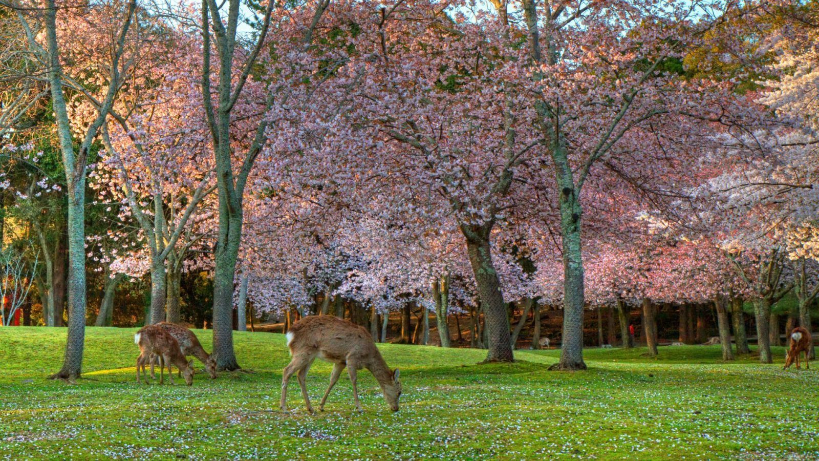 Things To Do In Nara: Unravel The Mysteries Of Japan's Ancient Capital
