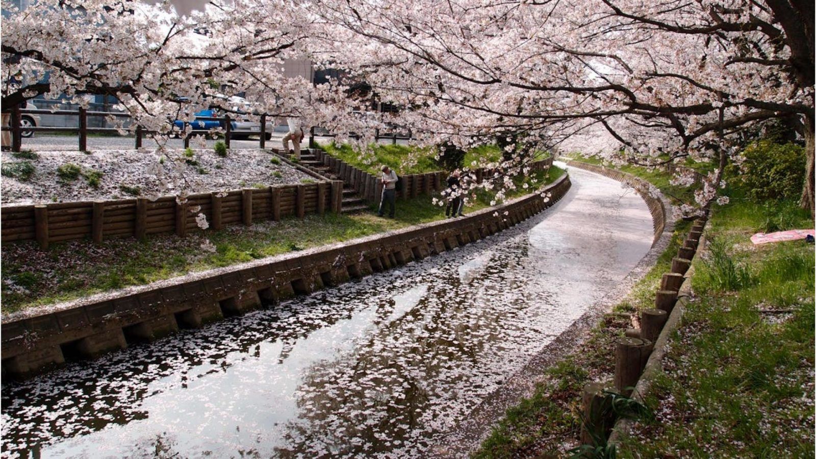 Cherry Blossom Season In Japan: City-Wise Sakura Forecast