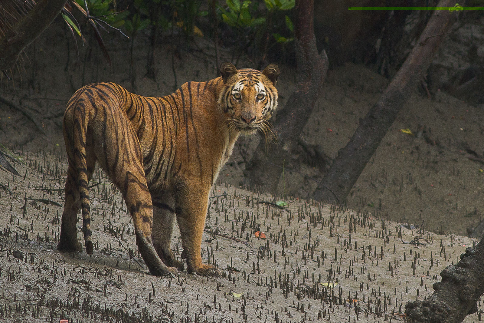 Places near Kolkata West bengal - Sundarban Tiger Reserve