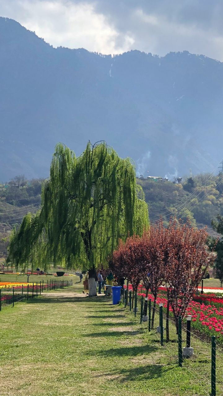Open Now: Inside Asia's Largest Tulip Garden in Srinagar