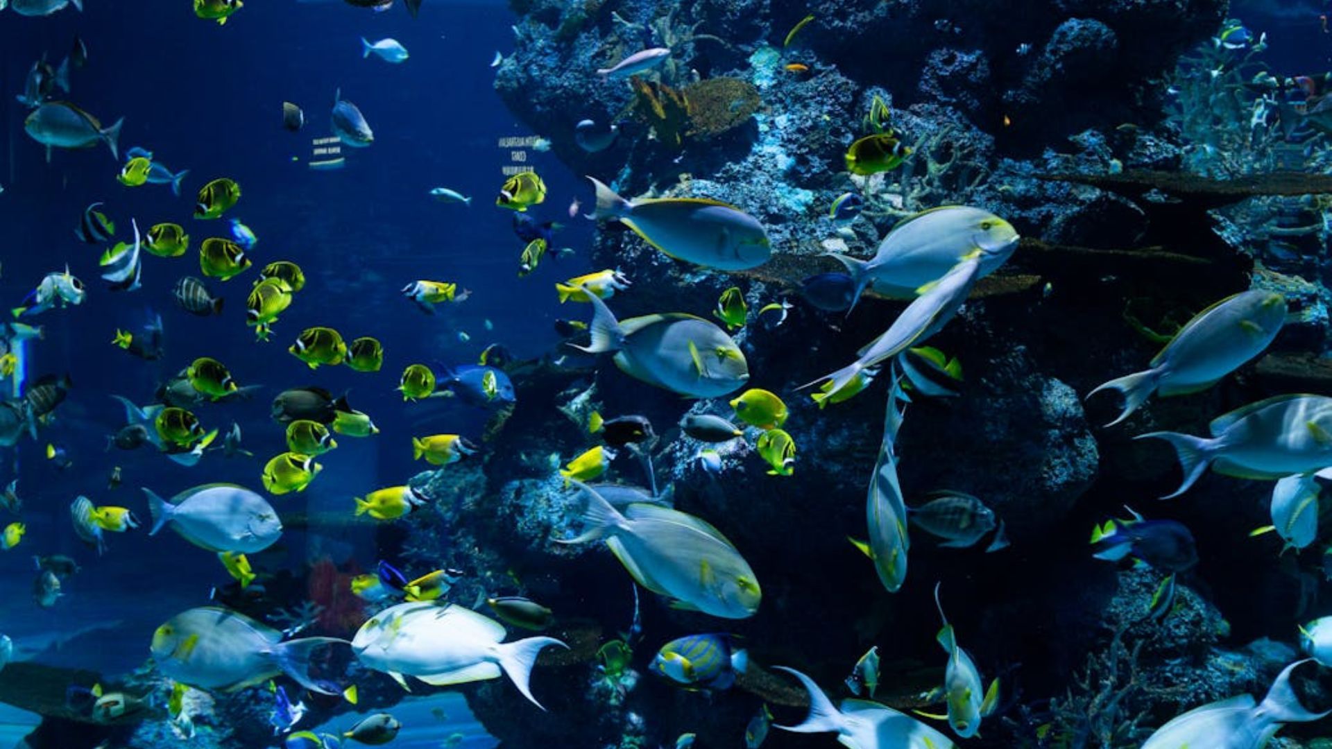 Largest Aquarium in India | nehru zoological park