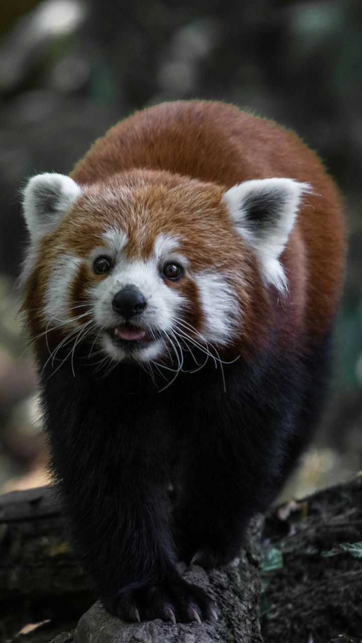 From Forests To Zoos: The Ultimate Red Panda Spotting List