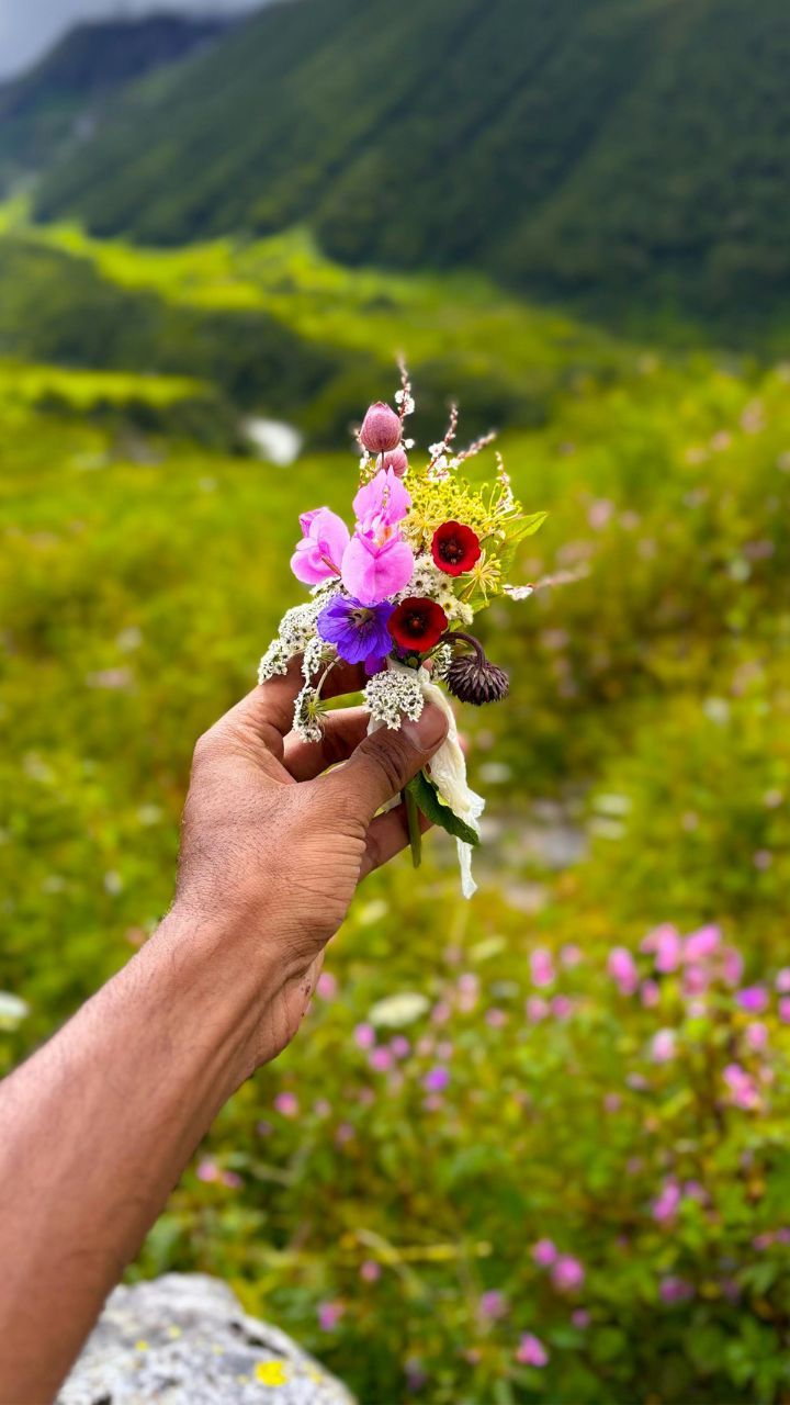 Valley of Flowers Beauty