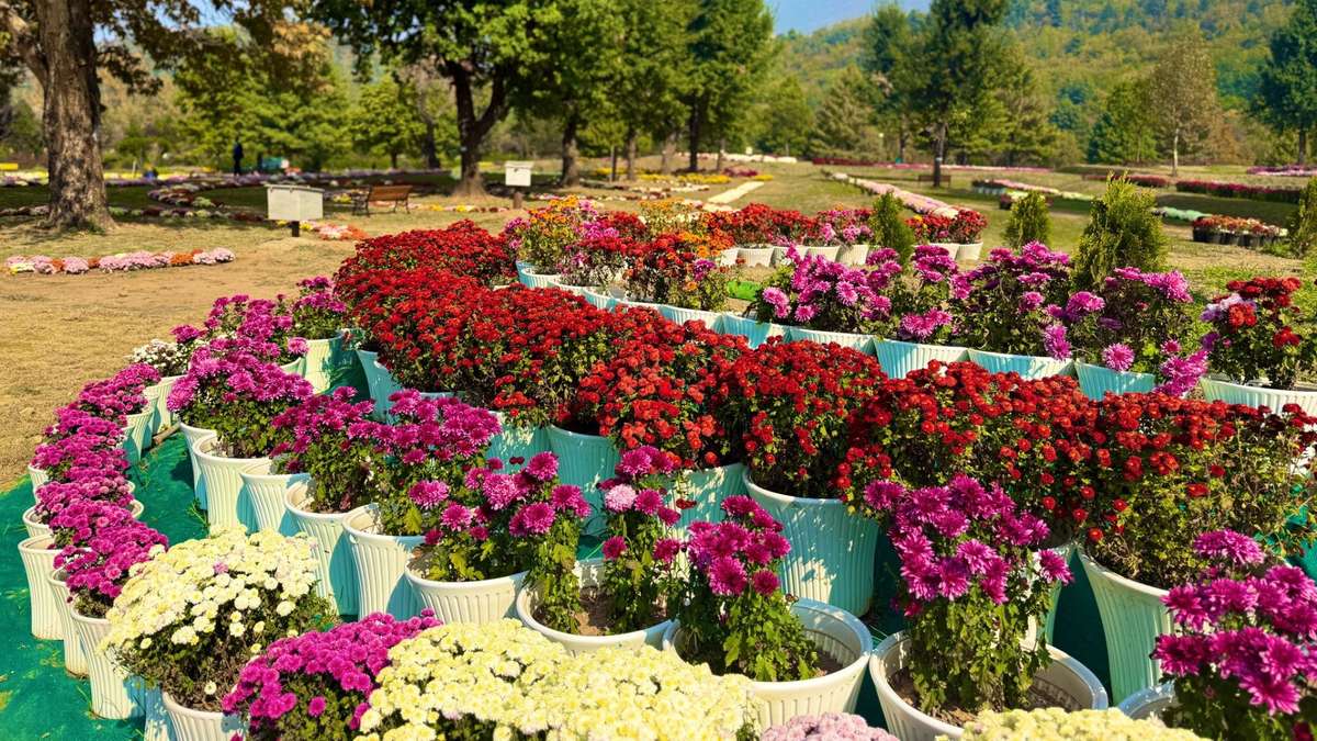 Chrysanthemum Garden In Srinagar: A New Autumn Delight In Kashmir