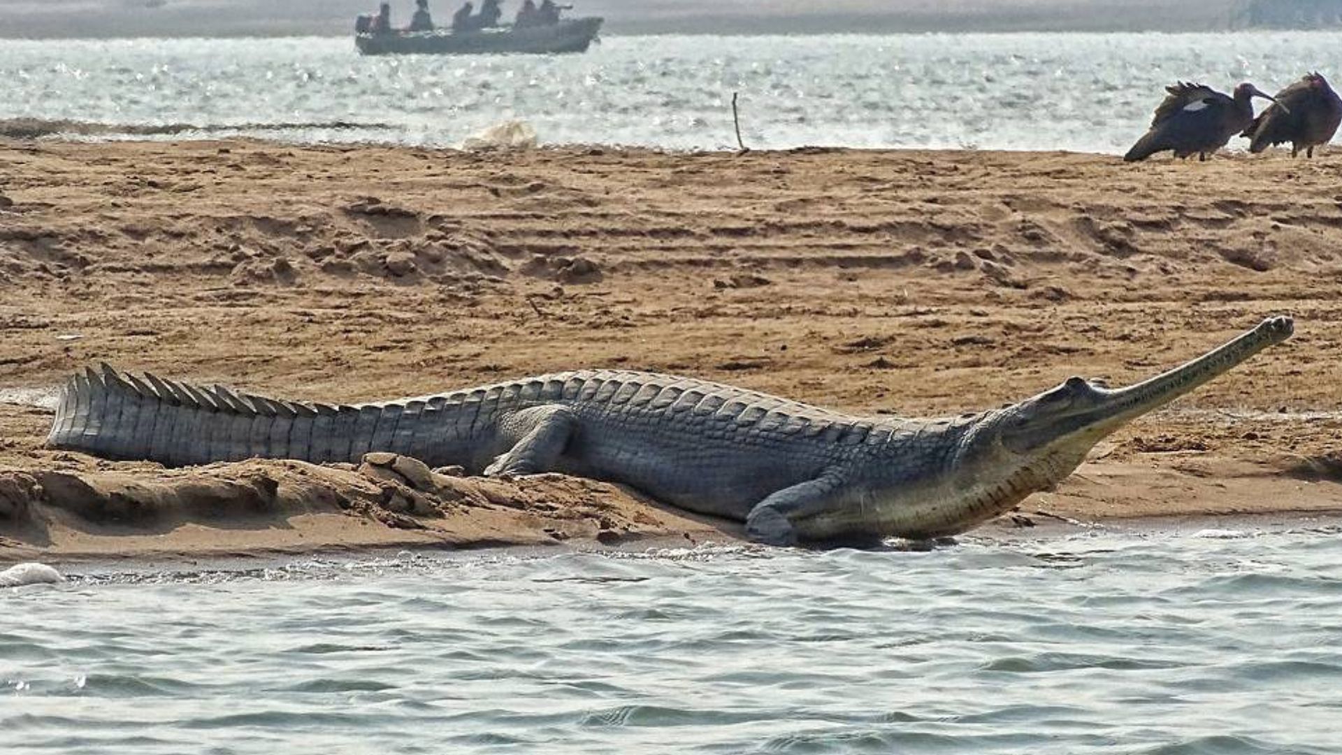 Chambal Safari: A Guide To One Of India's Pristine Wildlife Sanctuaries