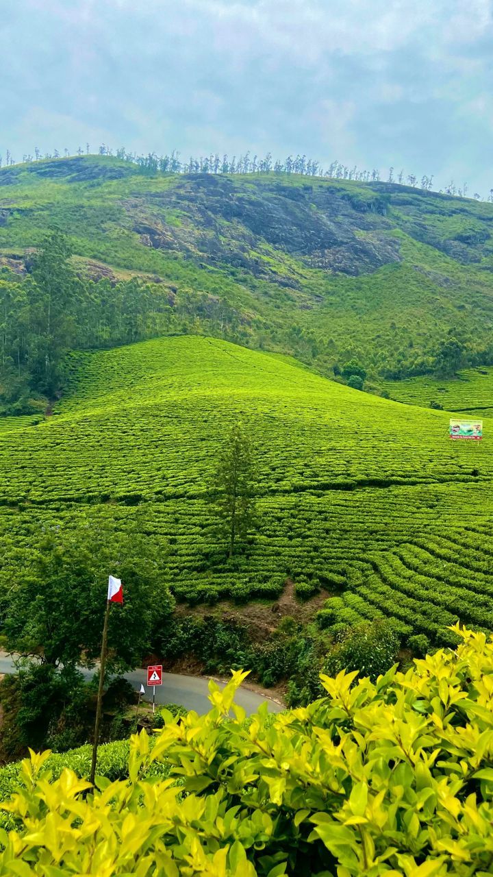 Best Things To Do In Munnar For First Time Visitors