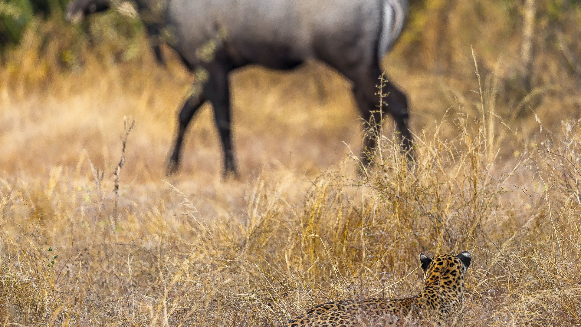 A Photo Essay Inspired By The Granite Hills And Wild Silhouettes Of Jawai
