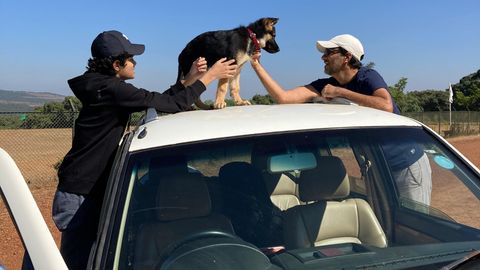 6 Pet Oldsters Allotment Their Secrets and ways To Stress-Free Holidays With Pets