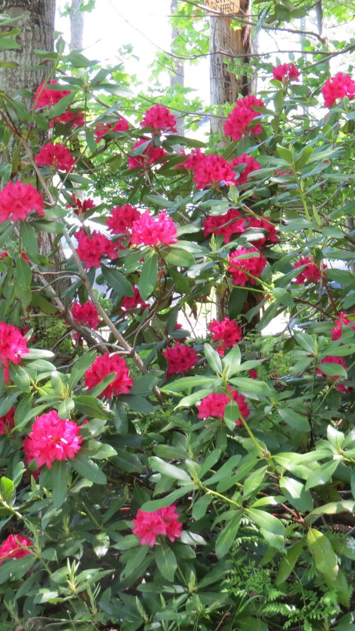 A Guide To Spotting Rhododendron Blooms In India