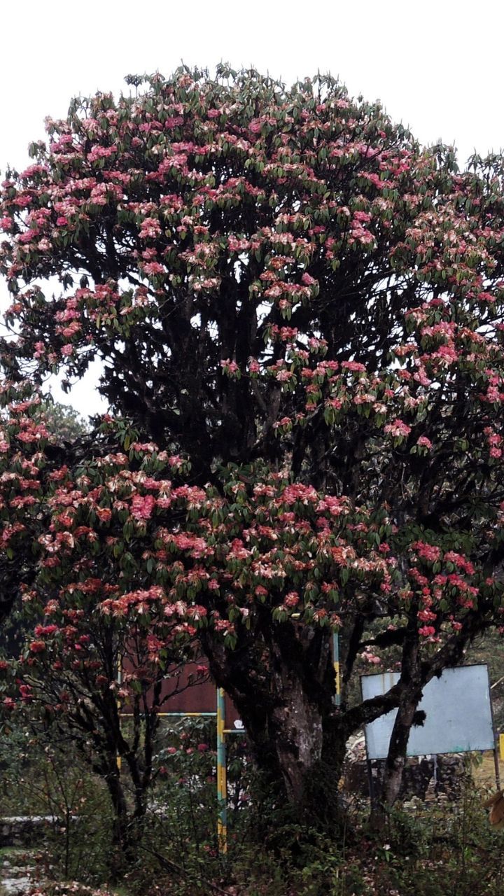 A Guide To Spotting Rhododendron Blooms In India