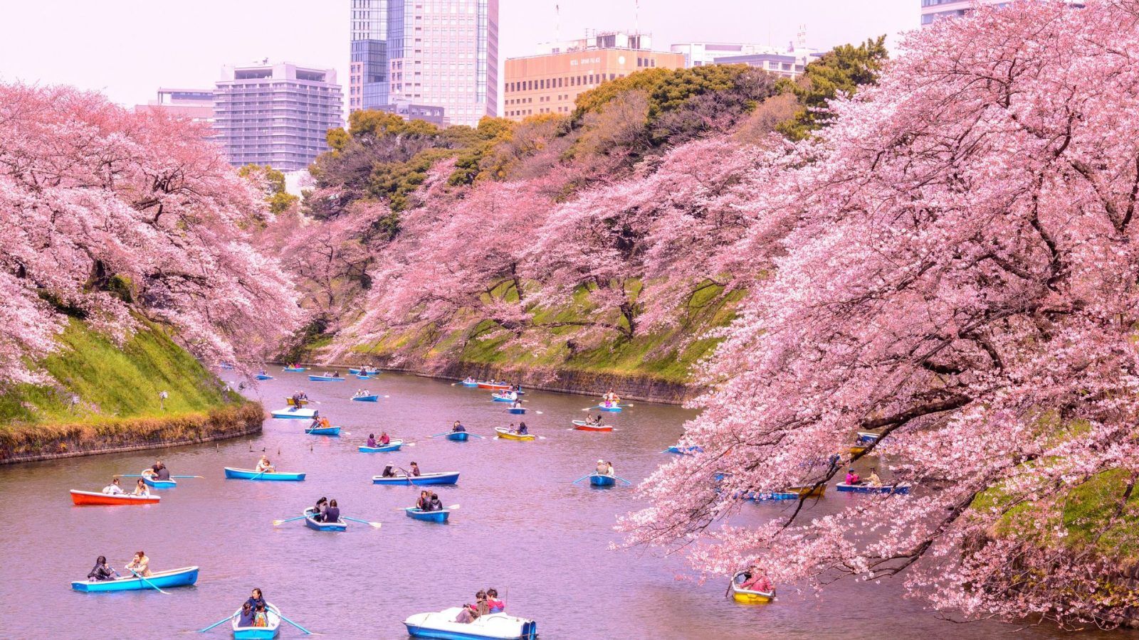 Top Flower Festivals to Visit in April 2026