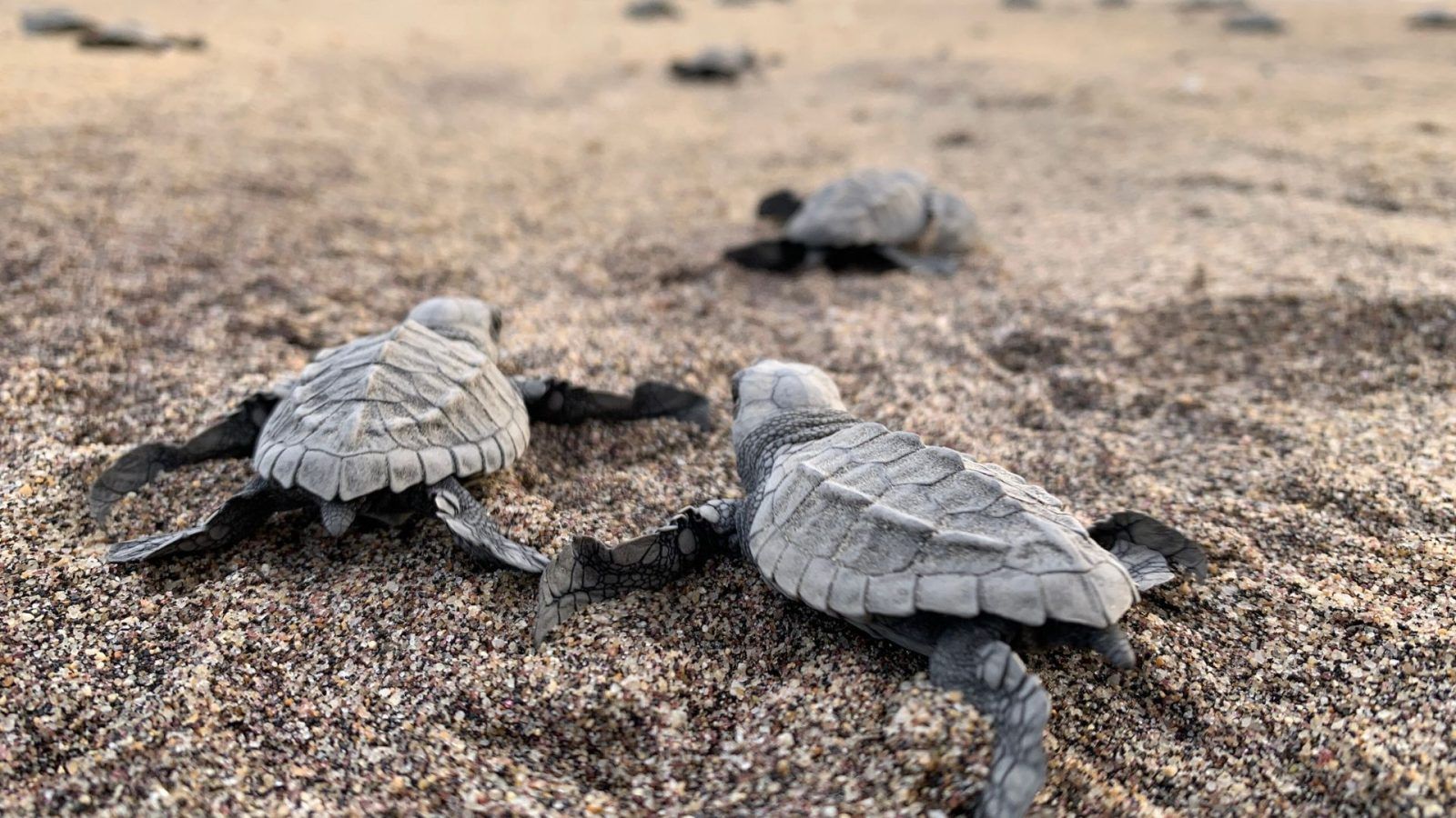 Olive Ridley Turtles: Best Places To Watch Them Hatch In India