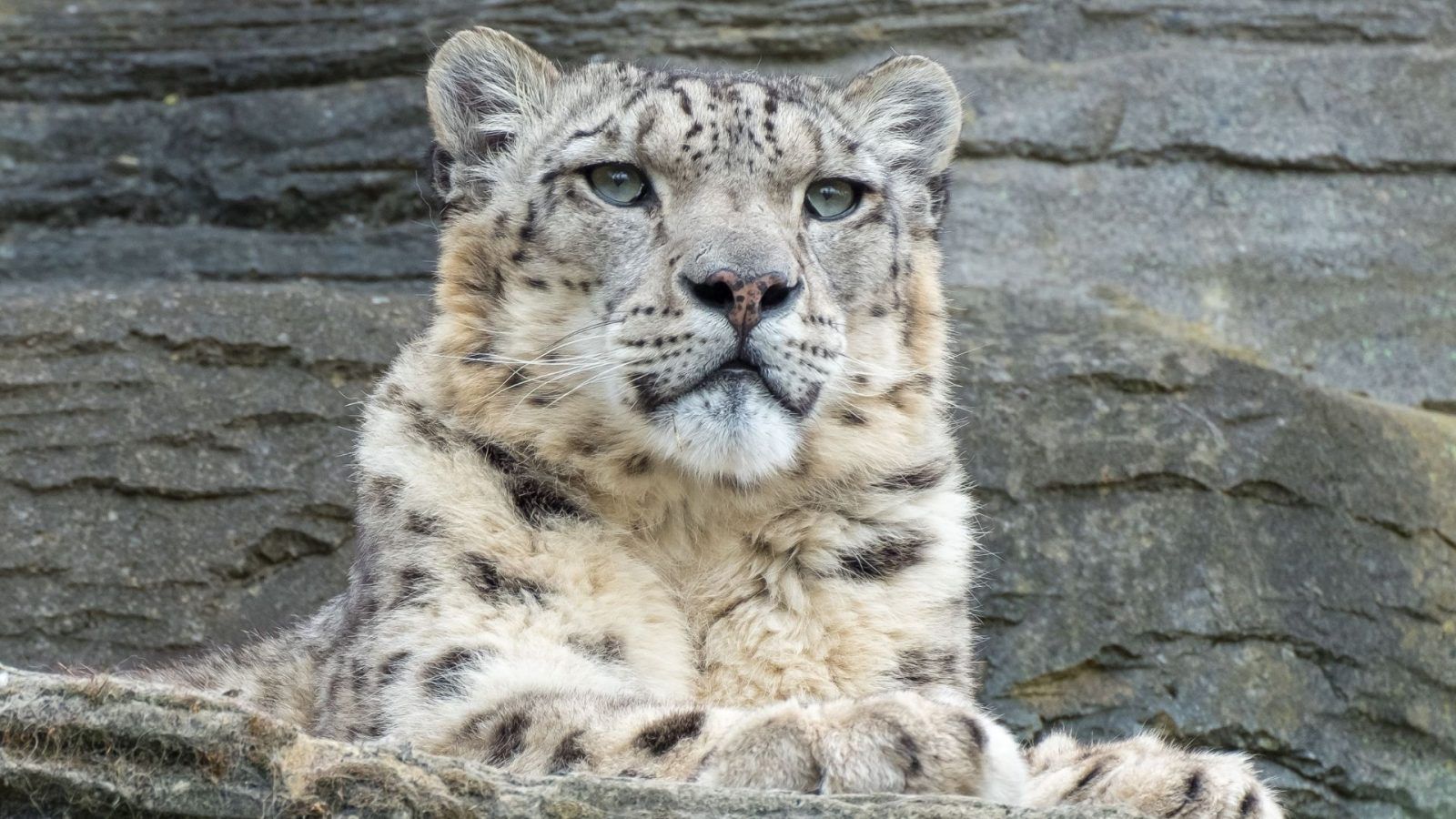 India's First High-Altitude Wildlife Safari Rolls Out In Ladakh