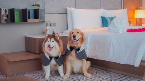 The Ultimate Guide to Petcation Hotels in Asia-Pacific
